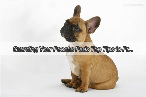 Guarding Your Poochs Pads Top Tips to Prevent Urine Pad Wounds